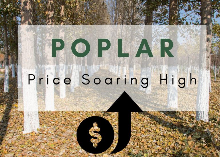 hardwood Poplar price